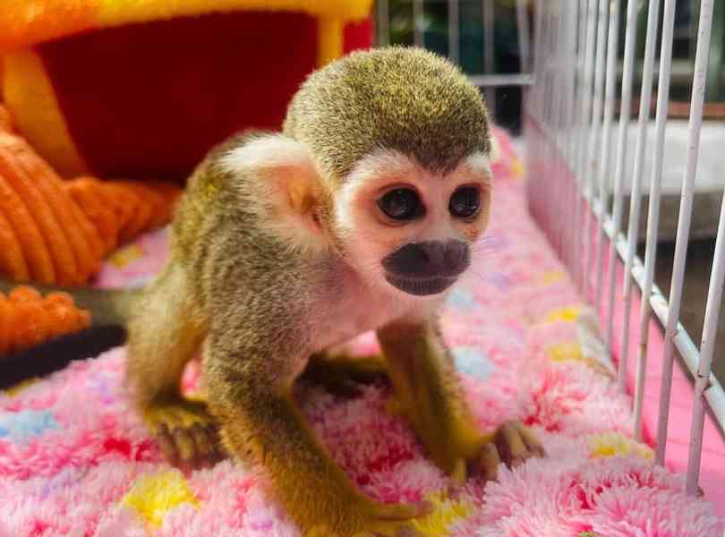 Roztomilé veverčí opice k adopci zdarma - foto 1