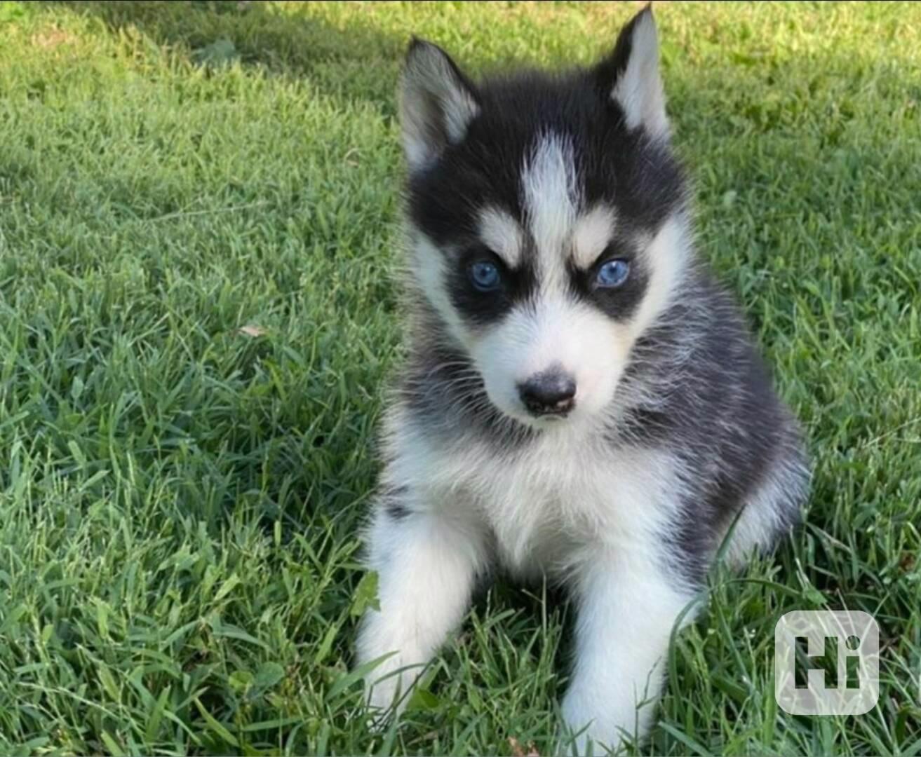 štěňata sibiřského huskyho k adopci - foto 1