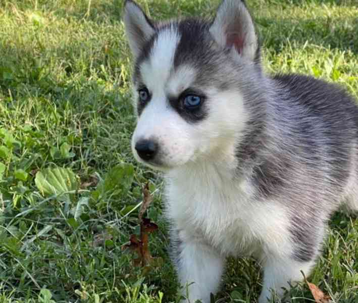 štěňata sibiřského huskyho k adopci - foto 3