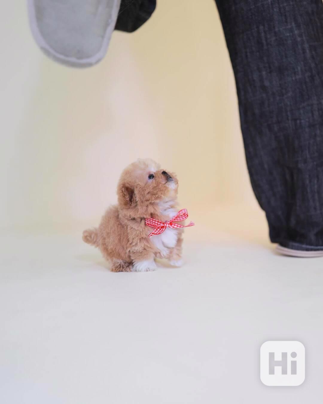 Maltipoo - foto 1