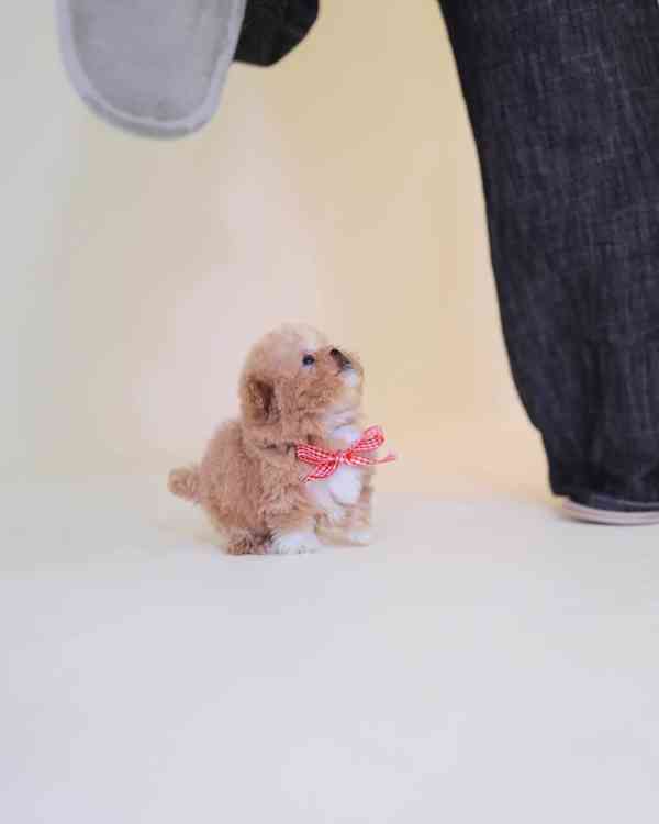 Maltipoo - foto 1