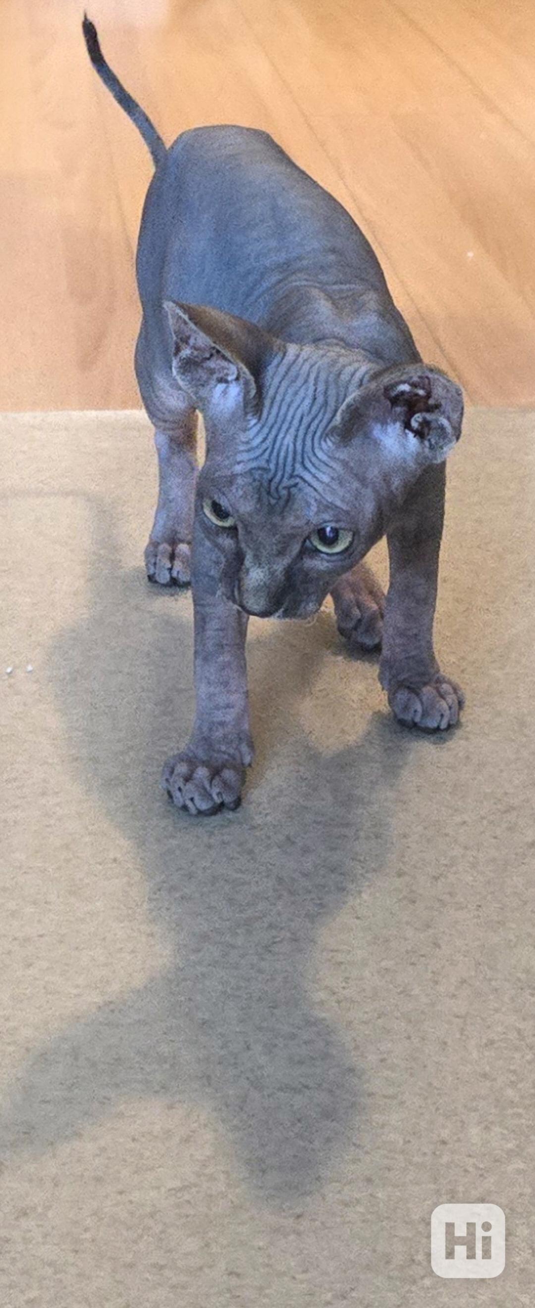 Kanadska sphynx -koťátko holka  - foto 1
