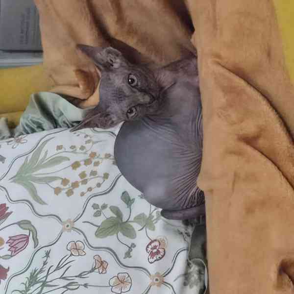Kanadska sphynx -koťátko holka  - foto 7