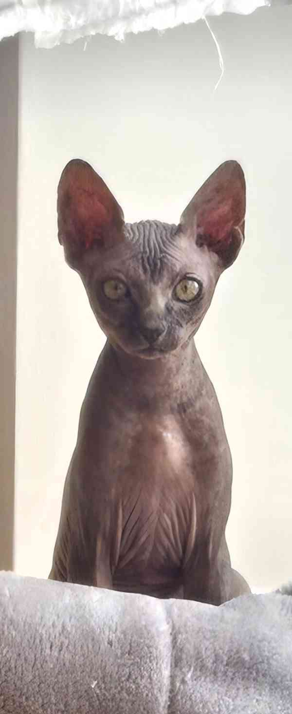 Kanadska sphynx -koťátko holka  - foto 3