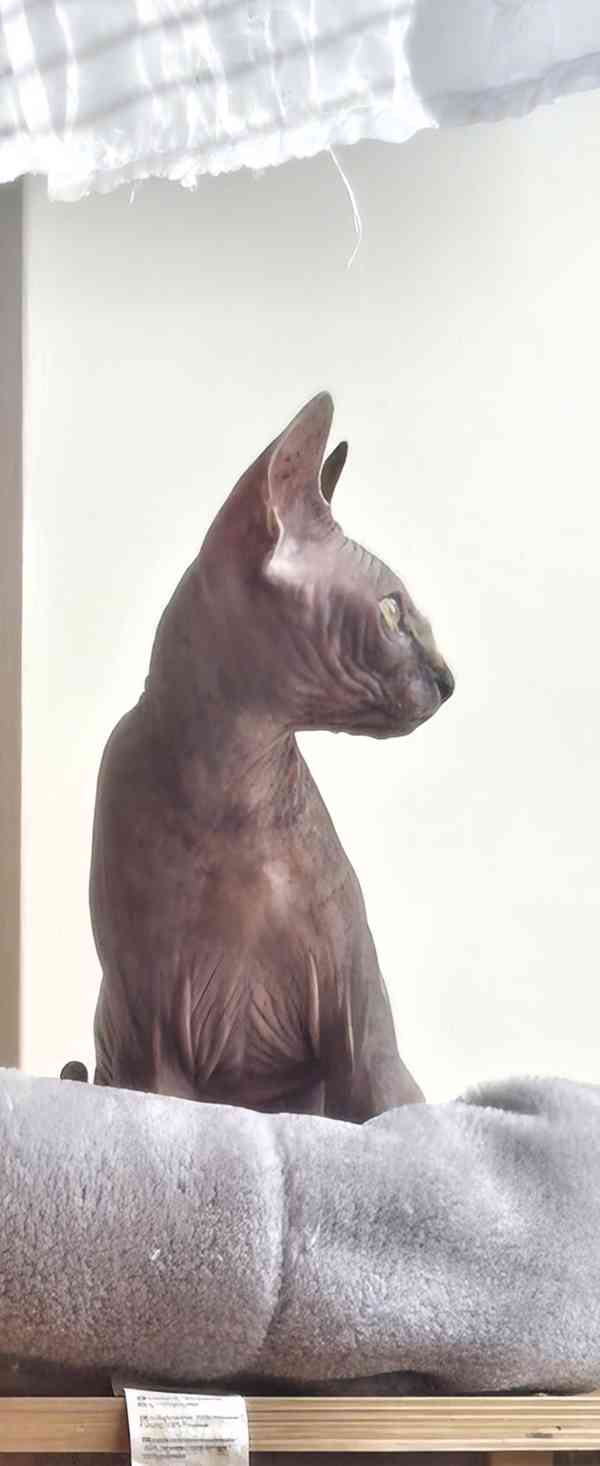 Kanadska sphynx -koťátko holka  - foto 4