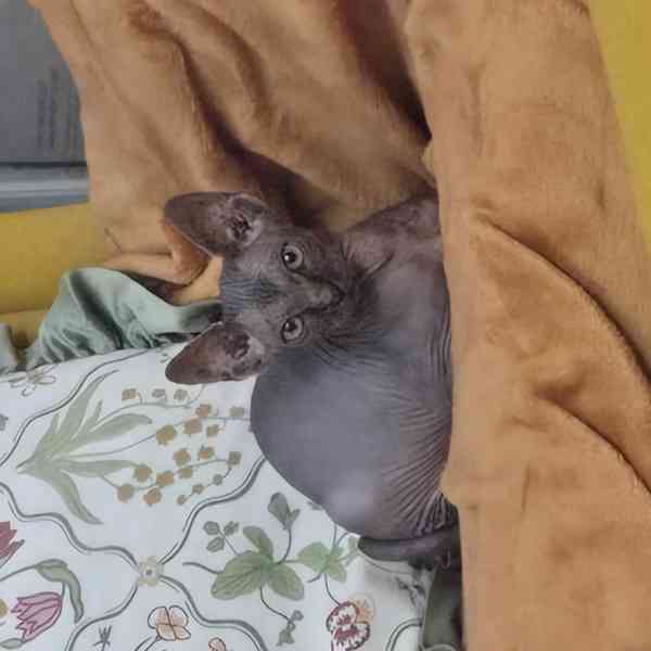 Kanadska sphynx -koťátko holka  - foto 6
