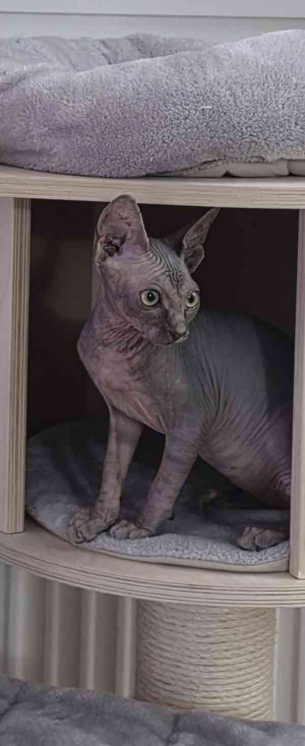 Kanadska sphynx -koťátko holka  - foto 5