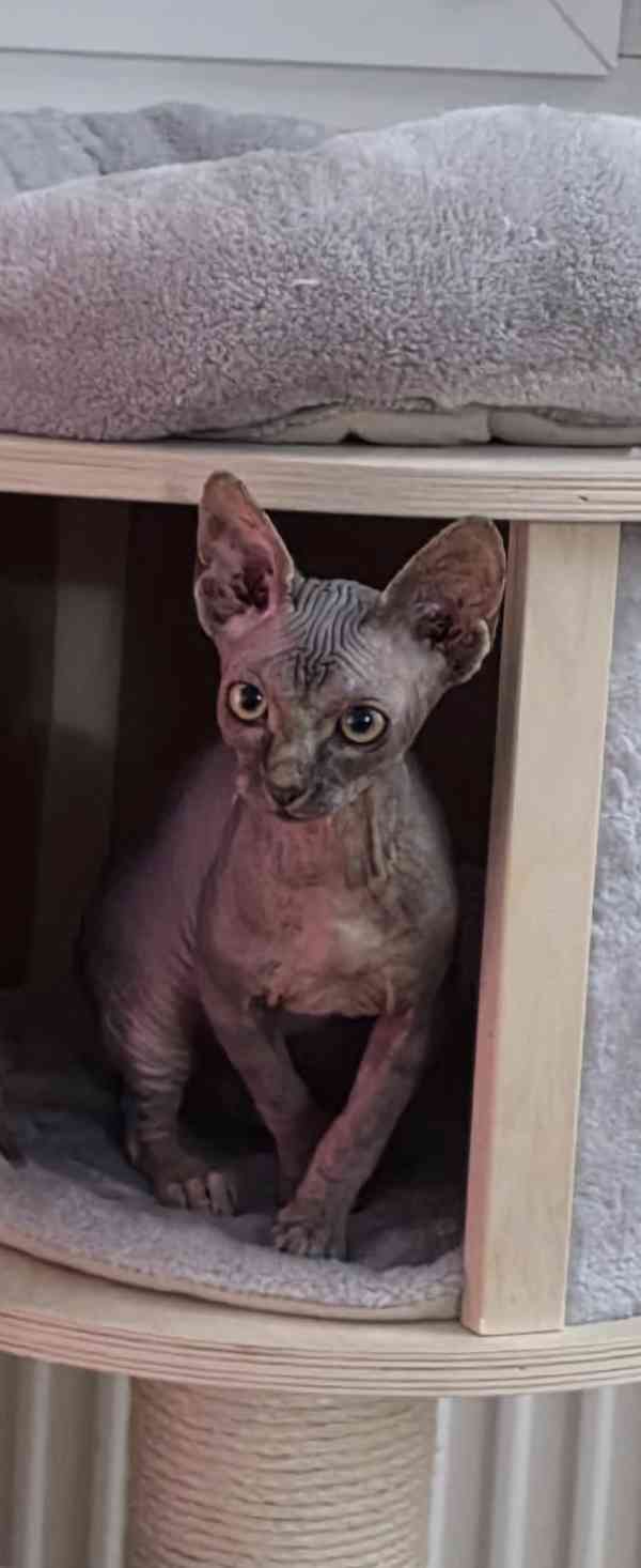 Kanadska sphynx -koťátko holka  - foto 2