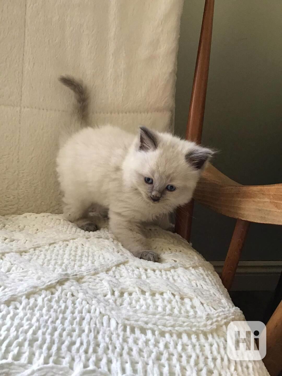 Zdarma ragdoll kotě k adopci hned teď   - foto 1