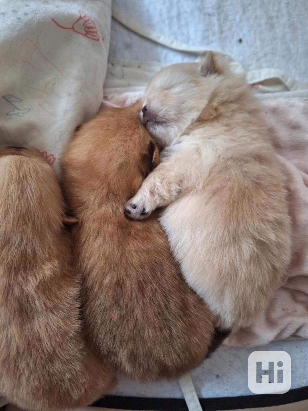 Pomeranian - foto 1