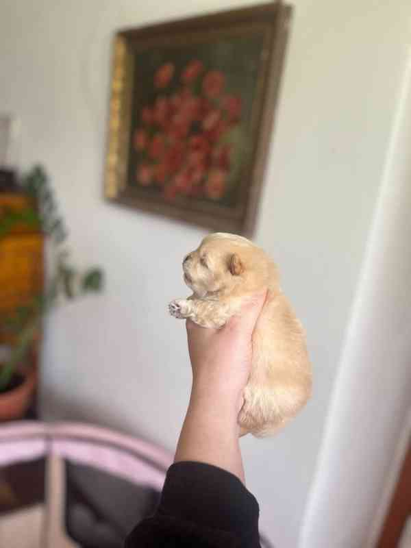 Pomeranian - foto 2
