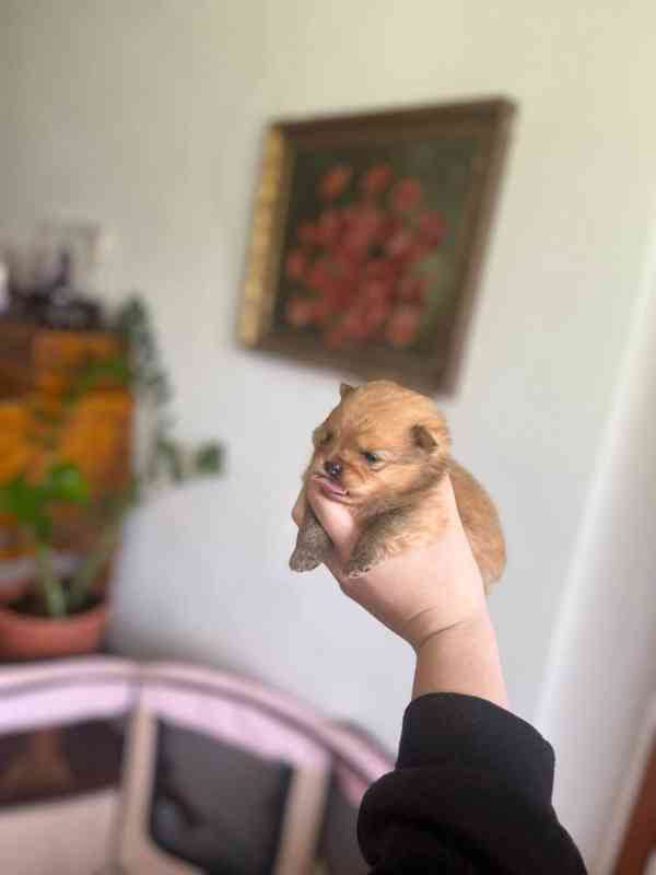 Pomeranian - foto 3