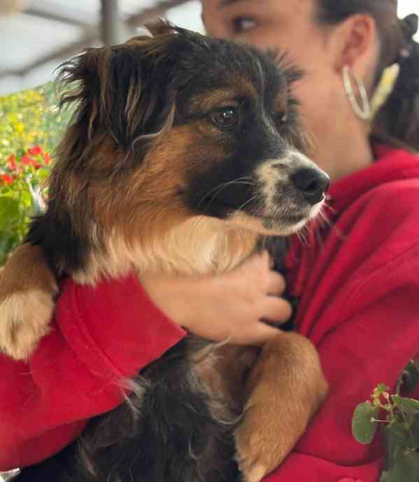 PIETRO - štěně 7 měsíců  - foto 5