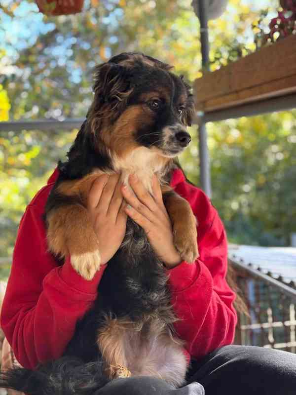 PIETRO - štěně 7 měsíců  - foto 4