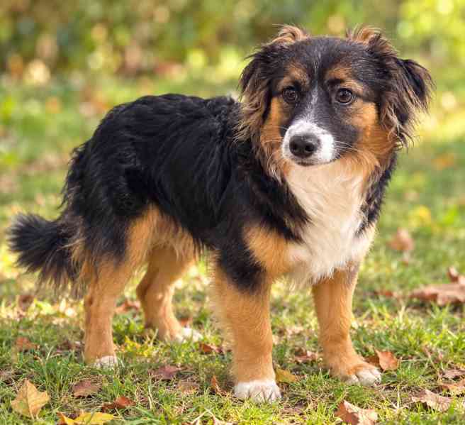 PIETRO - štěně 7 měsíců  - foto 1