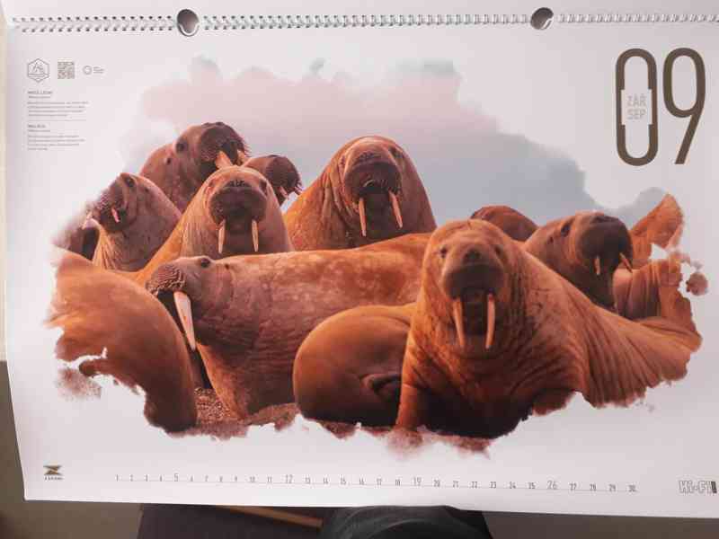  Kalendář Ondřej Záruba - Zvířata Islandu 2021 - foto 4