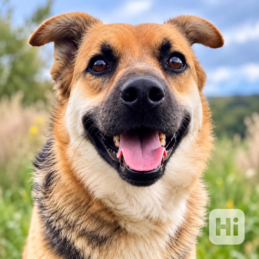 LILLY - cca 20 kg, fenečka 3 roky  - foto 1