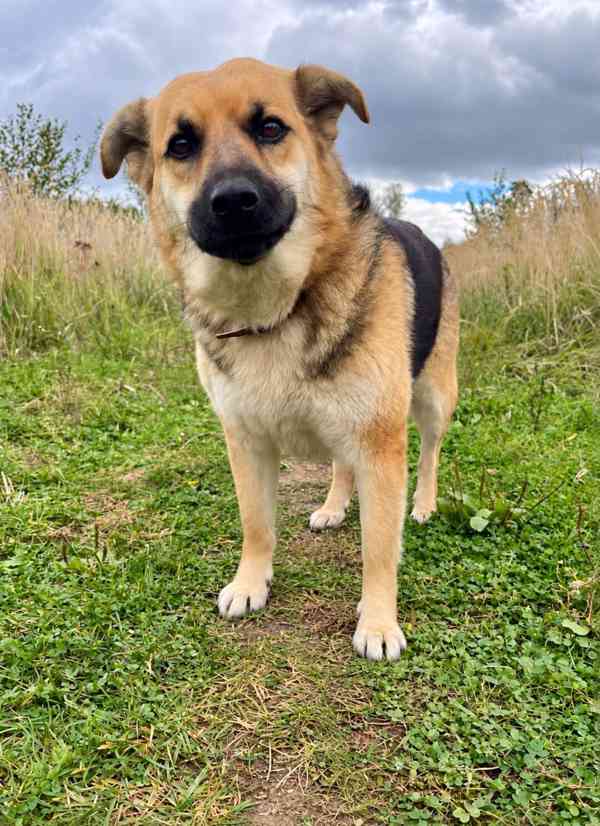 LILLY - cca 20 kg, fenečka 3 roky  - foto 3