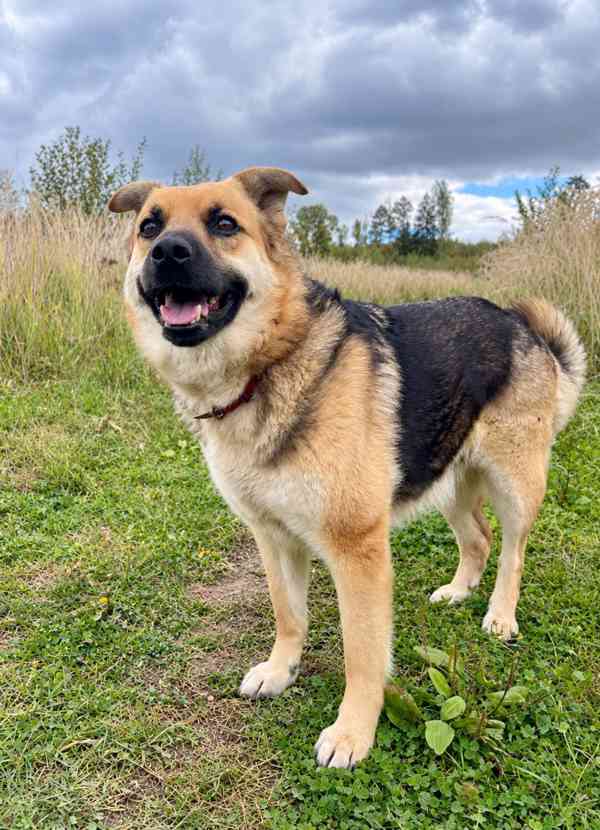 LILLY - cca 20 kg, fenečka 3 roky  - foto 2