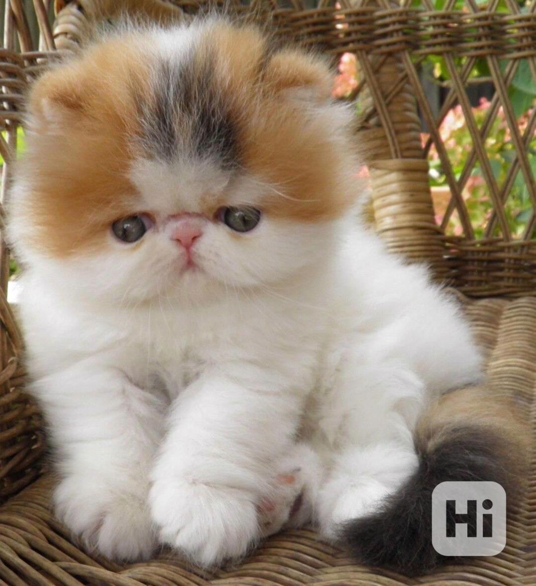 ROZKOŠNÁ perská koťátka k adopci - foto 1