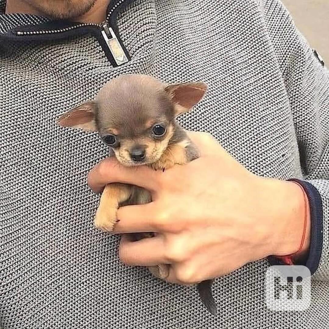 Štěňata čivavy - foto 1