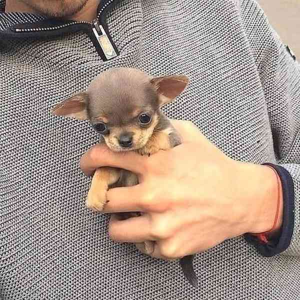 Štěňata čivavy - foto 1