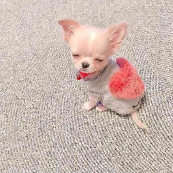 Štěňata čivavy - foto 2