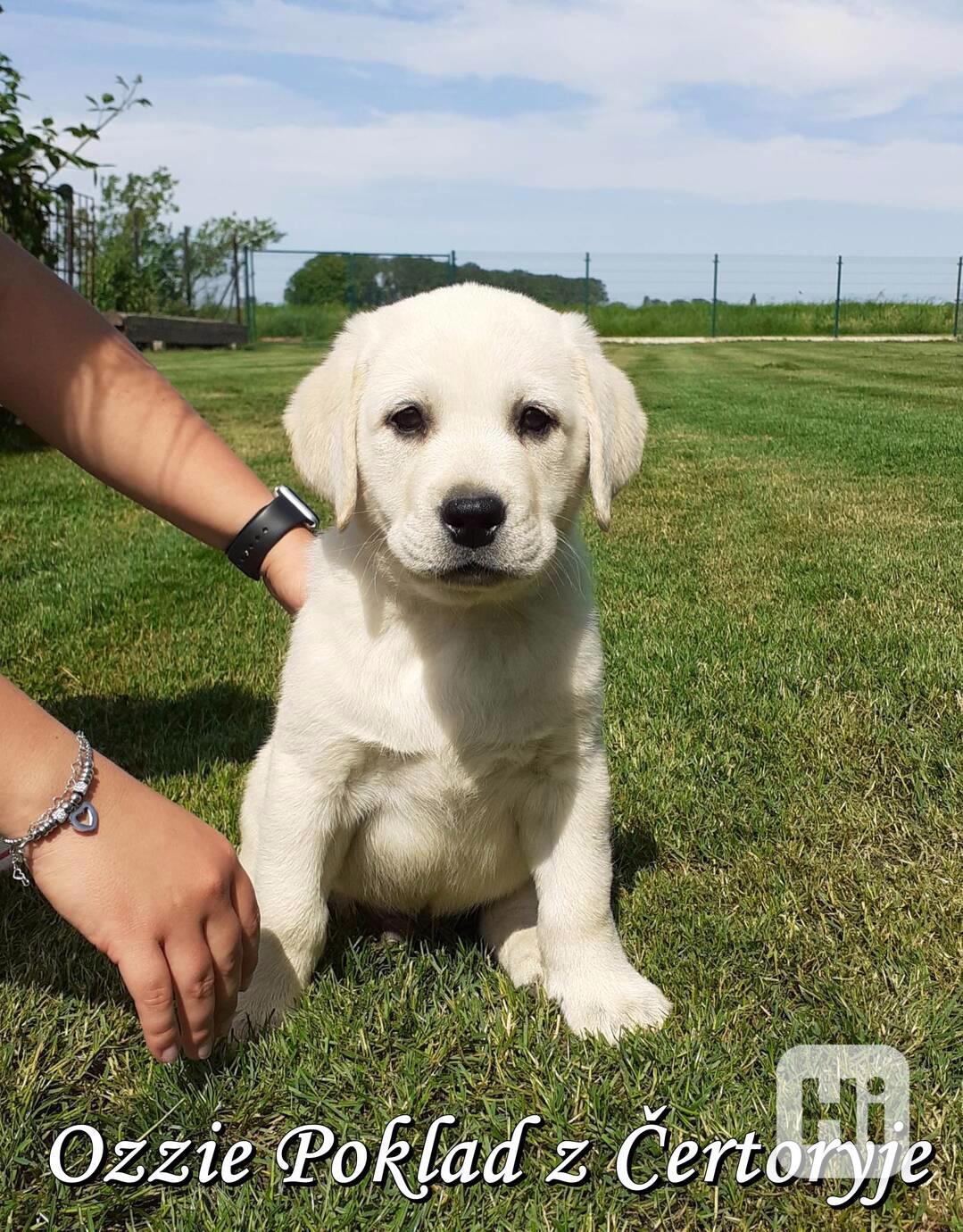 Štěňátka labradora s PP - foto 1