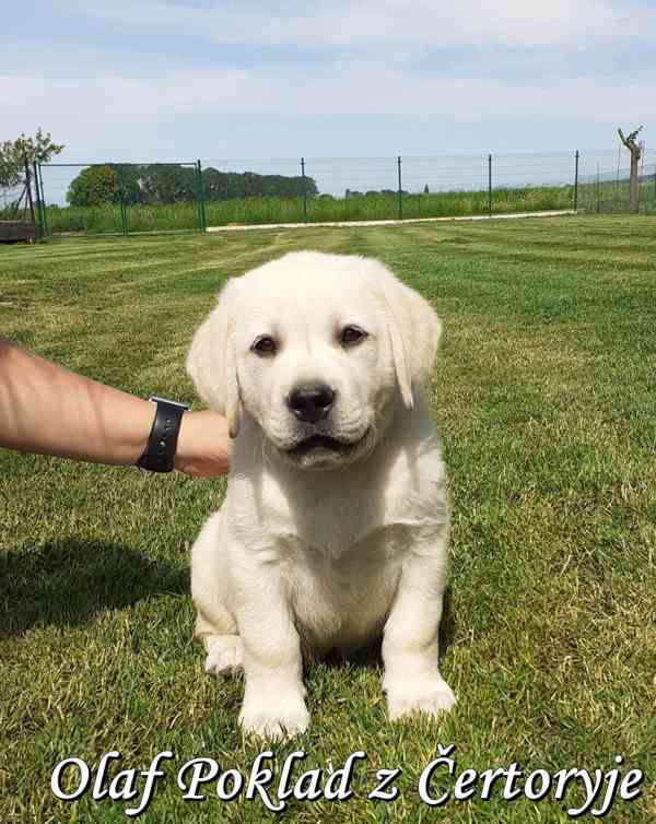 Štěňátka labradora s PP - foto 2