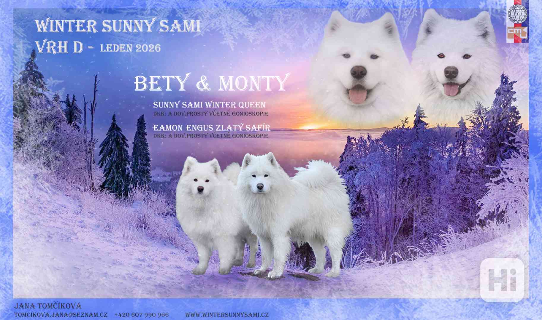 Štěňata plemene Samojed s PP - foto 1