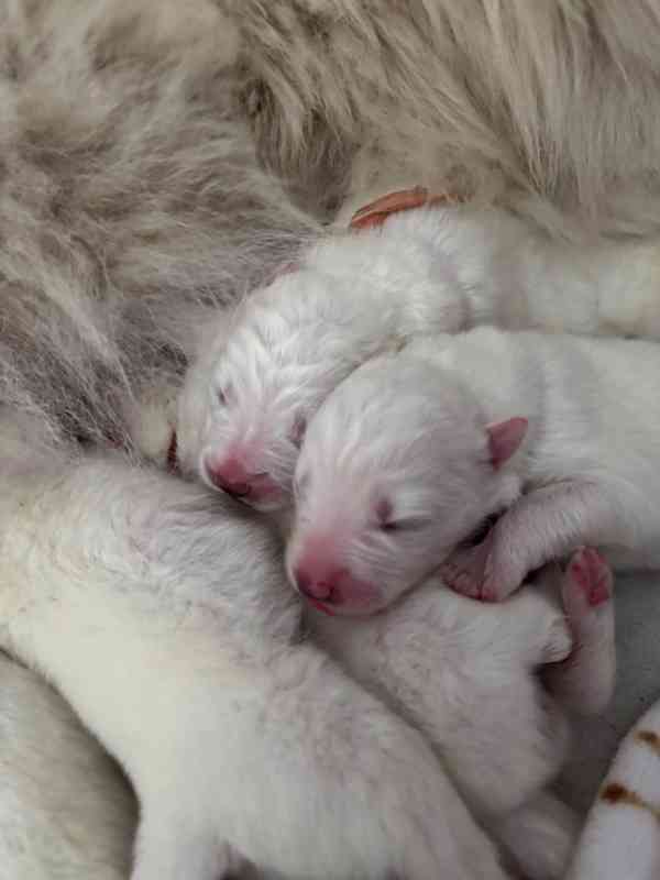 Štěňata plemene Samojed s PP - foto 15