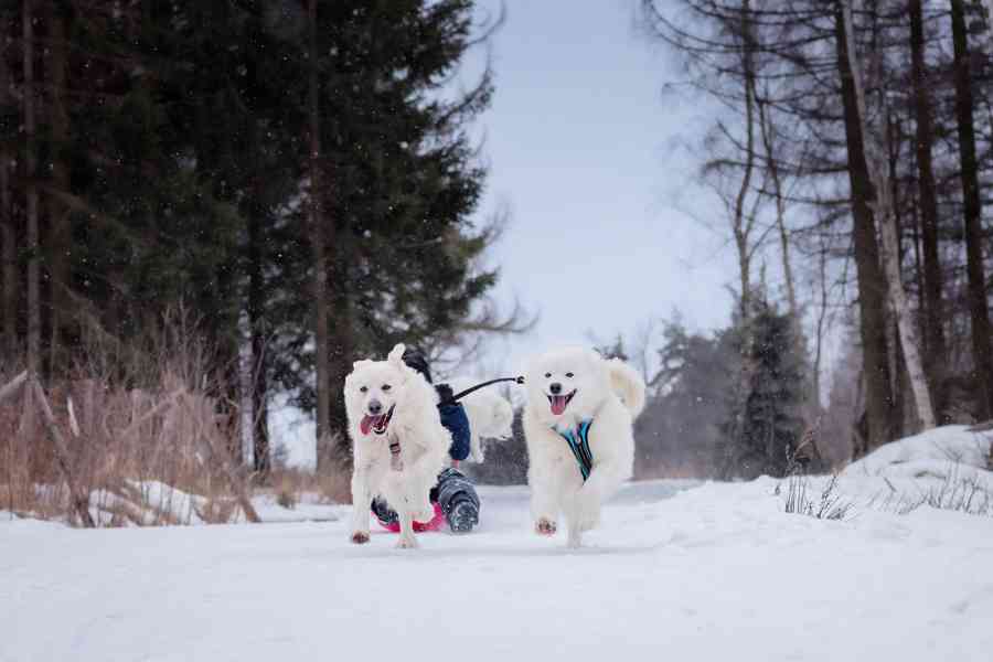 Štěňata plemene Samojed s PP - foto 5