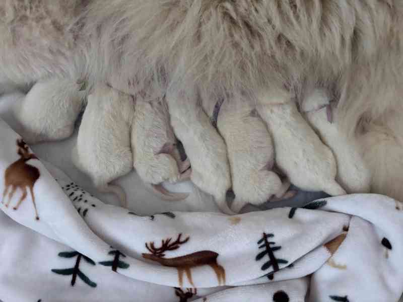 Štěňata plemene Samojed s PP - foto 13