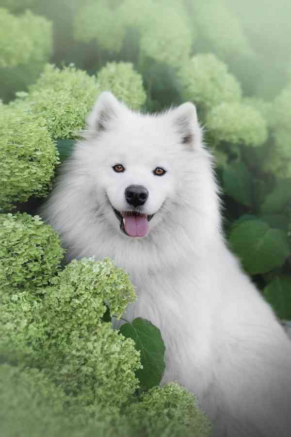 Štěňata plemene Samojed s PP - foto 2