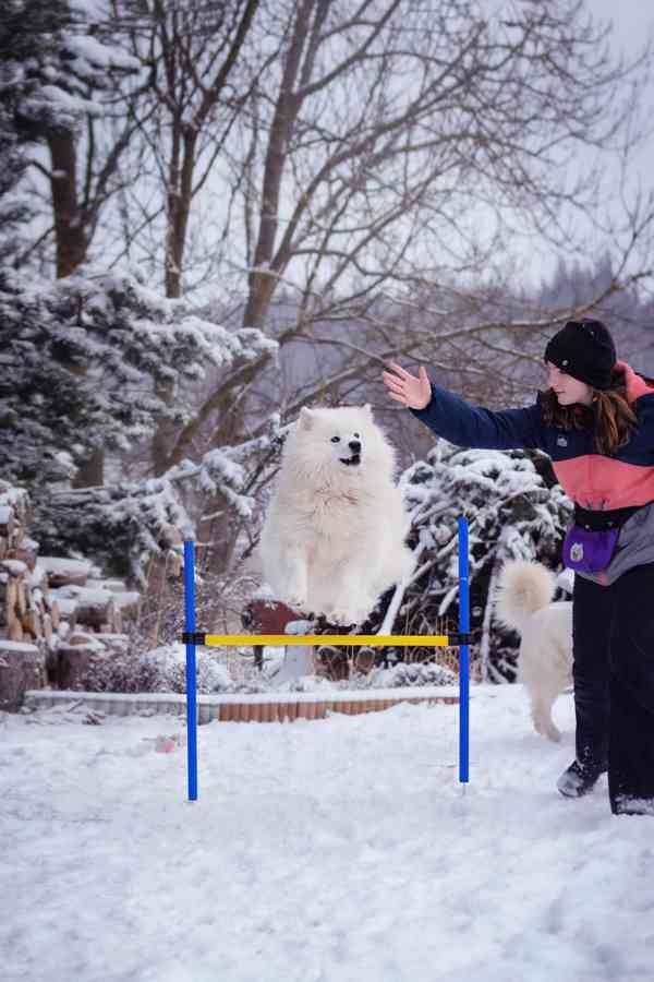 Štěňata plemene Samojed s PP - foto 4