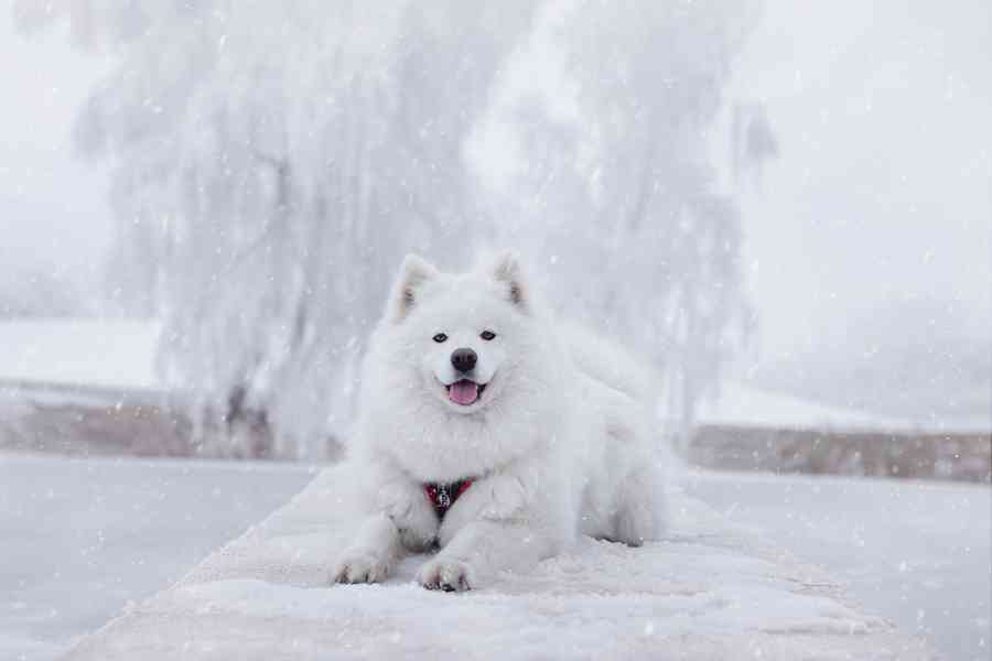 Štěňata plemene Samojed s PP - foto 7