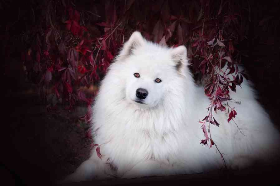 Štěňata plemene Samojed s PP - foto 3