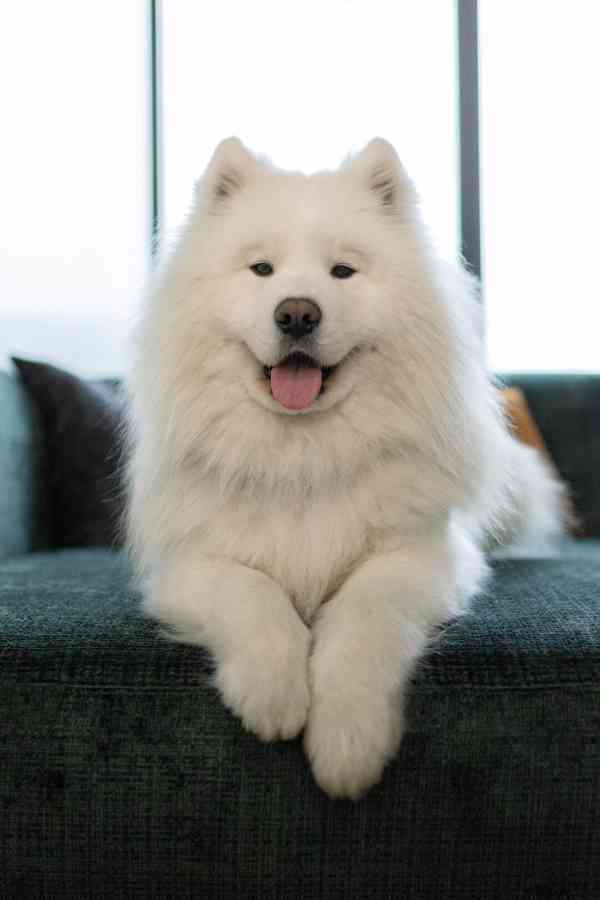 Štěňata plemene Samojed s PP - foto 11