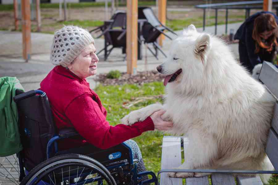 Štěňata plemene Samojed s PP - foto 9