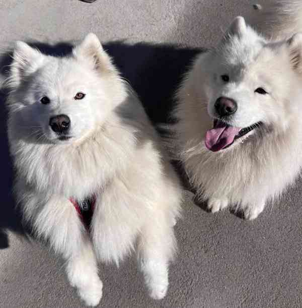 Štěňata plemene Samojed s PP - foto 10