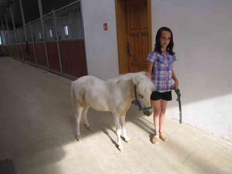 MINIHORSE - foto 1