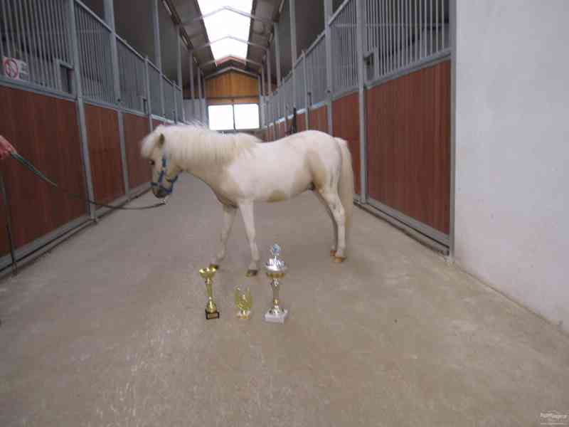 MINIHORSE - foto 2