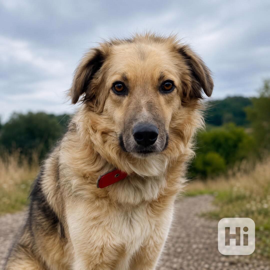 TONÍČEK - kastrovaný psík 3 roky  - foto 1