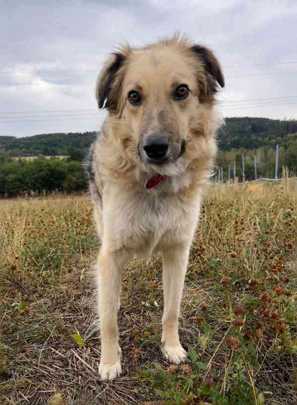 TONÍČEK - kastrovaný psík 3 roky  - foto 3