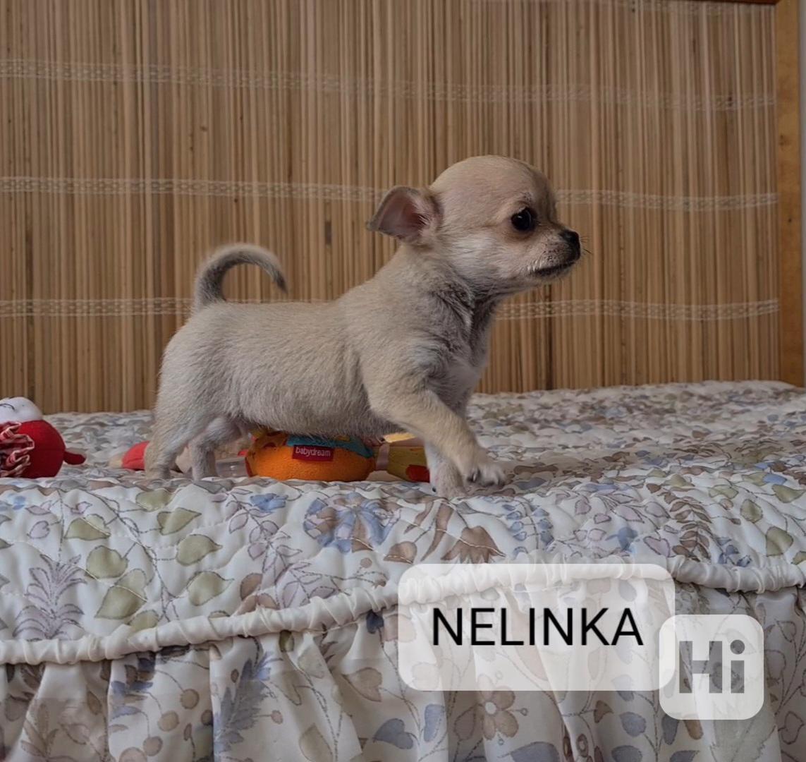 Čivava bez pp  - foto 1