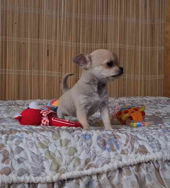 Čivava bez pp  - foto 3