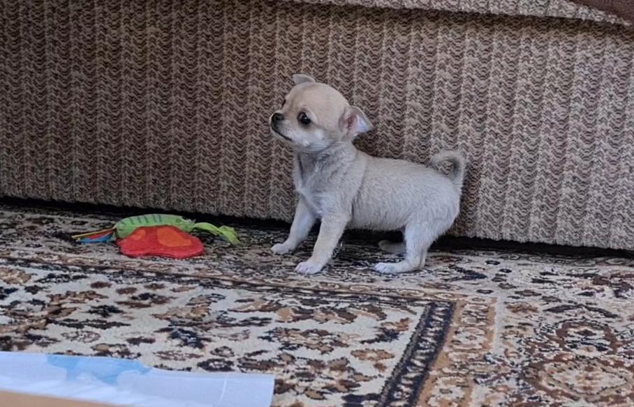 Čivava bez pp  - foto 2