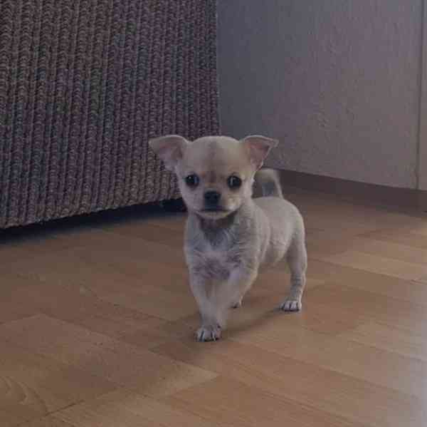 Čivava bez pp  - foto 6