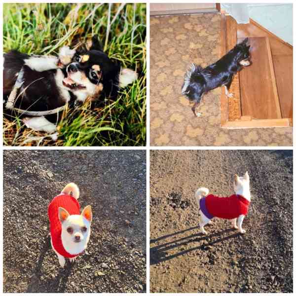 Čivava bez pp  - foto 7