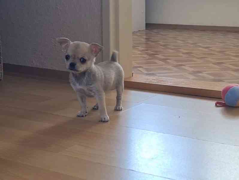 Čivava bez pp  - foto 4